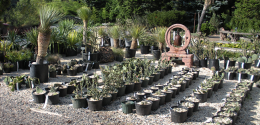 Hardy Cactus area